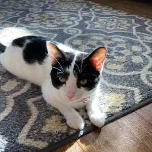 Meet your Posher, Amelia